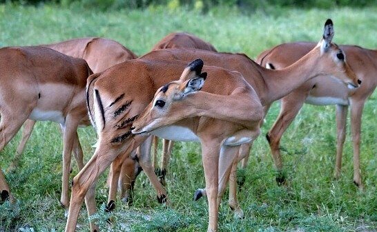 Suas cicatrizes contam uma história