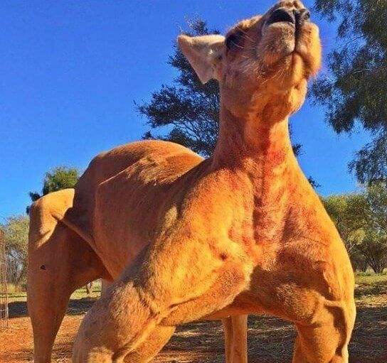 O canguru mais musculoso