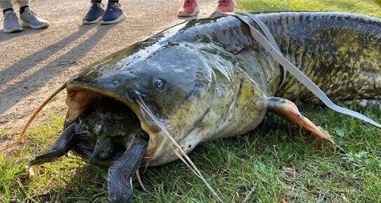 Engolindo uma tartaruga Inteira