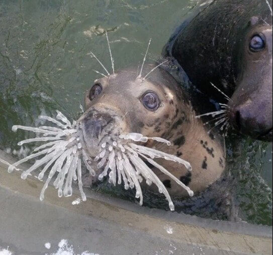 Os bigodes congelados mais fofos