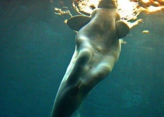 A baleia-beluga tem pernas elegantes