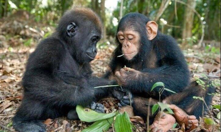 Quando o bebê gorila e o bebê chimpanzé brincam