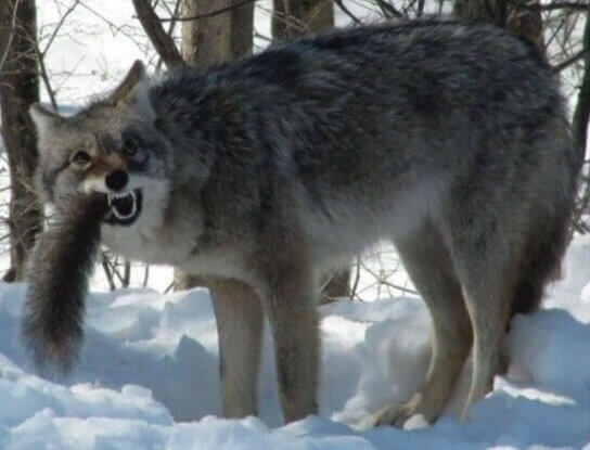 O coiote e o esquilo tornaram-se um