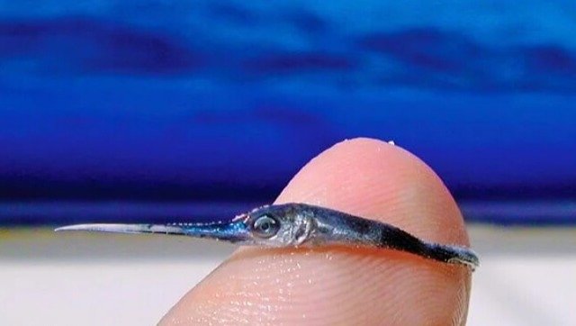 Você já viu um peixe-espada bebê?