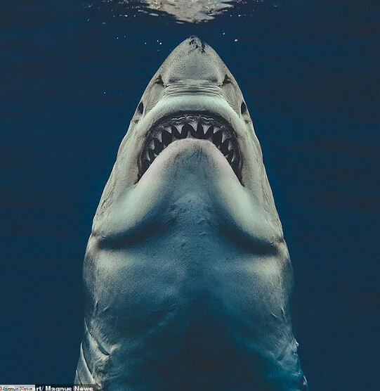 Um tubarão não é brincadeira