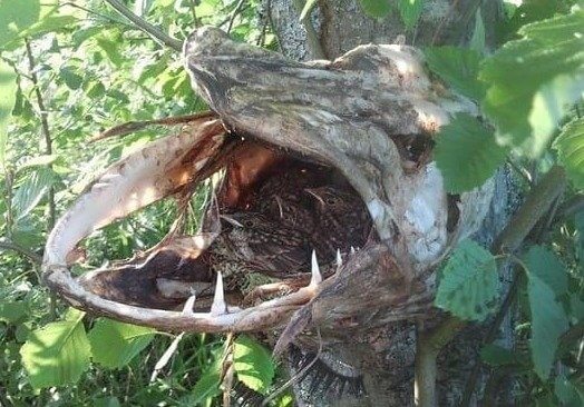 O lugar perfeito para um ninho