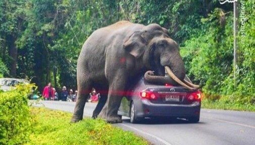 Sem chances contra o elefante