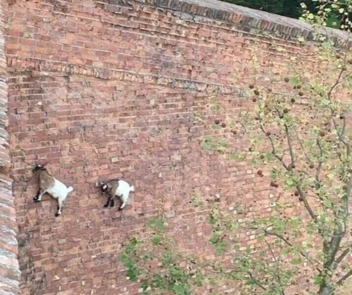 As cabras parecem coladas à parede