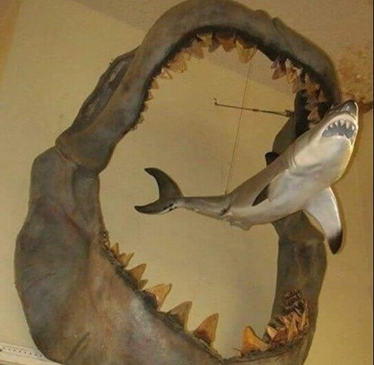 Se você pensava que o tubarão-branco era grande