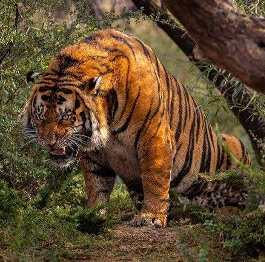 Apenas um tigre se alongando