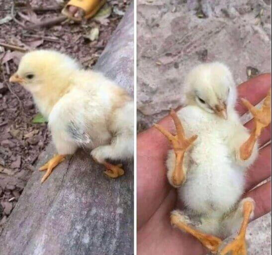 O pintinho de quatro patas