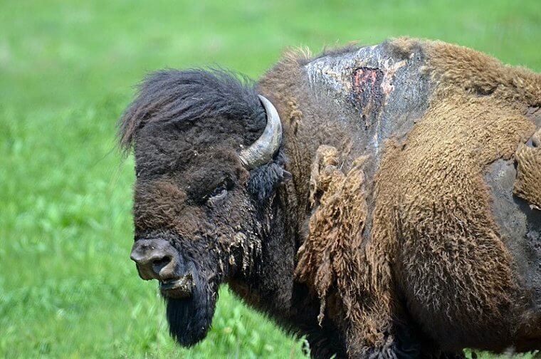 Sparky sobreviveu a um raio