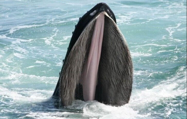 A boca de uma baleia jubarte