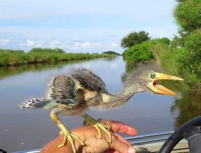 É um pássaro ou um dinossauro?