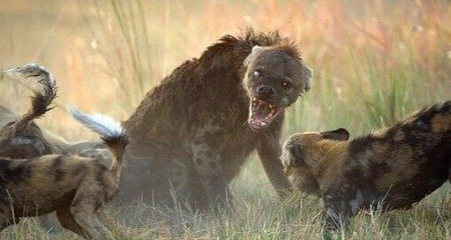 Cães selvagens em uma batalha contra uma hiena