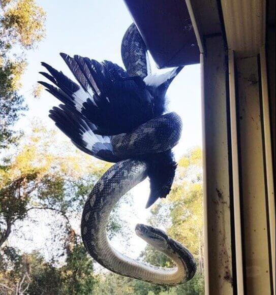 Que pássaro misterioso é esse