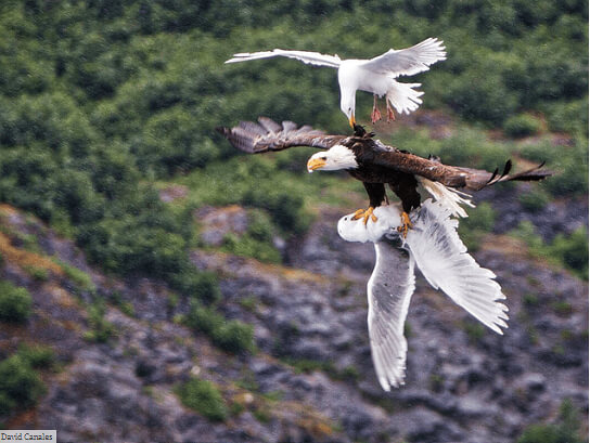 Tentando ajudar seu amigo até o fim