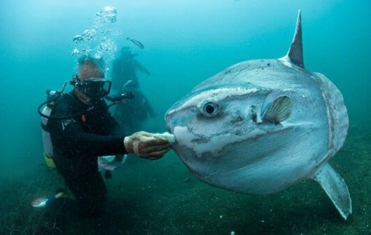 Conheça o peixe-lua