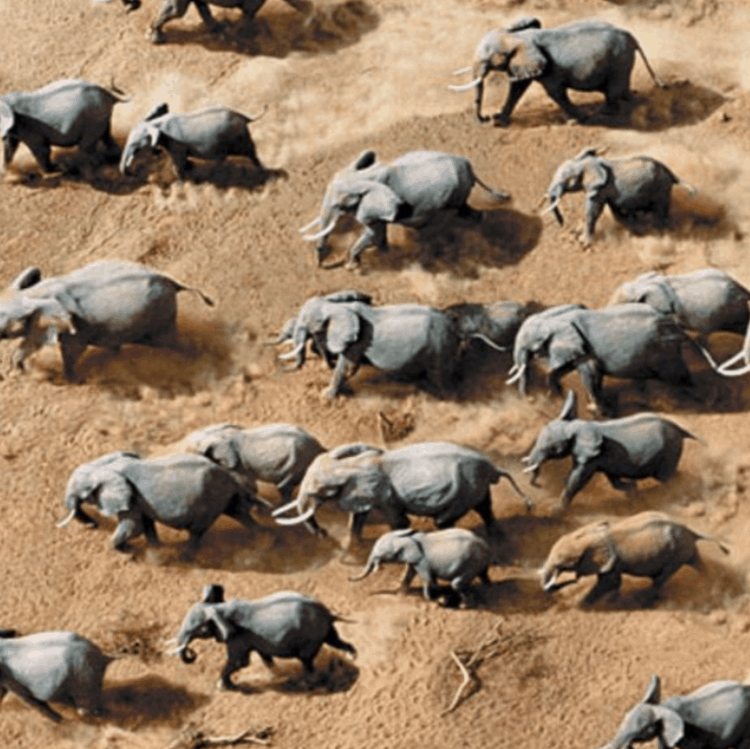Majestic Mammals Above The Sahara
