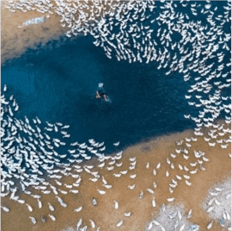 Duck This Way