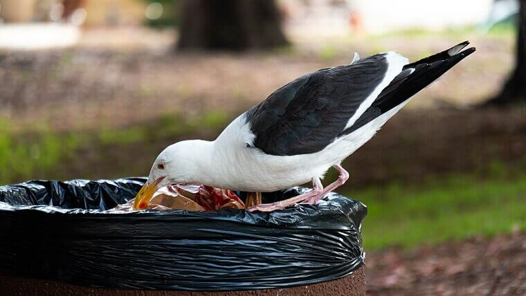 Not Sealing Trash Bins Tightly