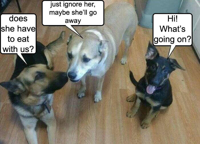 Grandpa Likes To Add Captions To Pictures Of His Dogs