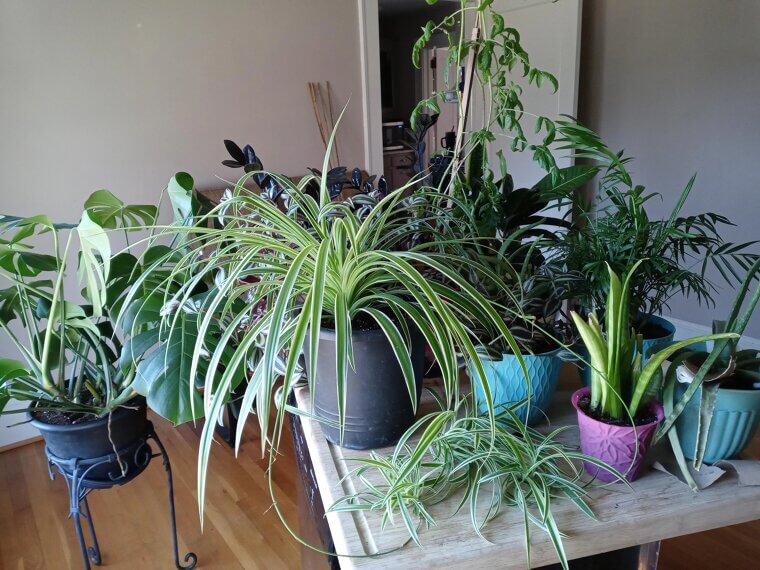 A Plant Corner