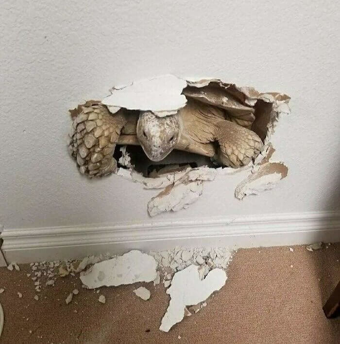 Knock Knock.... Who's There? Mr. Turtle