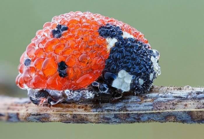 The Beaded Ladybug Covered in Dew