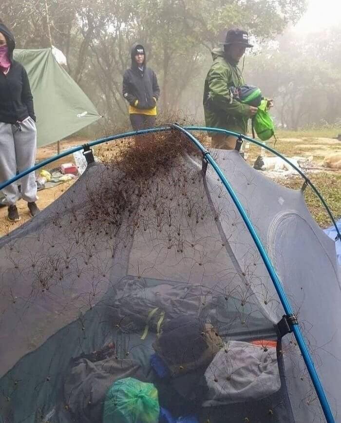 Daddy Long Legs Set up Camp