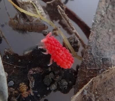 The Raspberry's Long Lost Twin