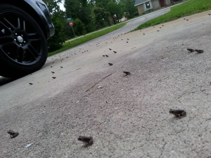 The Frog Ritual