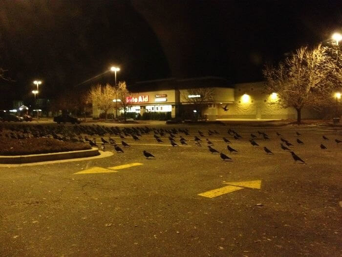 The March of the Birds