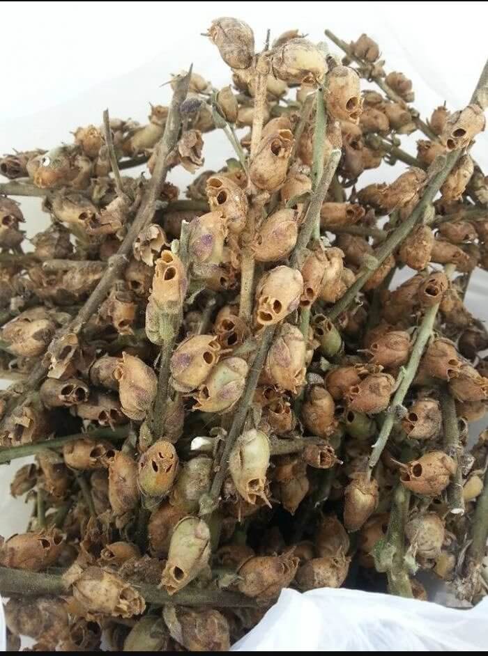 The Death of the Snapdragons