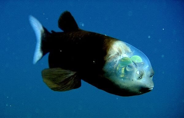 You Can Read This Fish's Mind