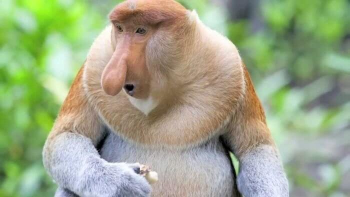 The Monkey Is Shocked by His Own Nose