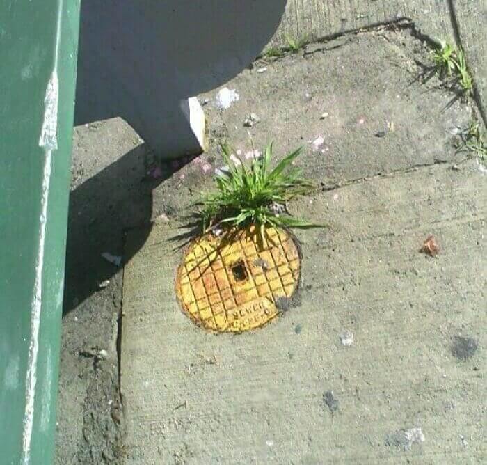 Pineapple On Floor