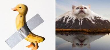 45 Hilarious Pictures Of Animals Edited Into Random Objects