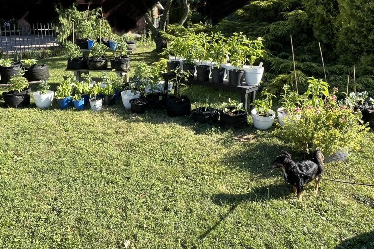 Gardening and Growing Your Own Food