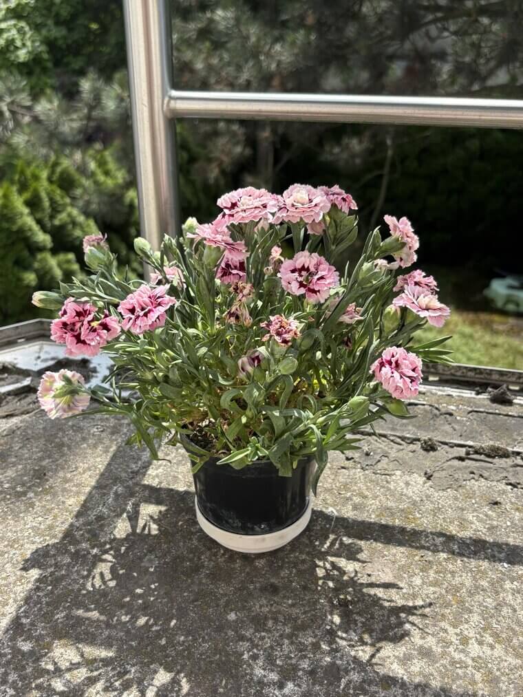 The Garlic Guard: Keeping Pests Off Houseplants With Cloves