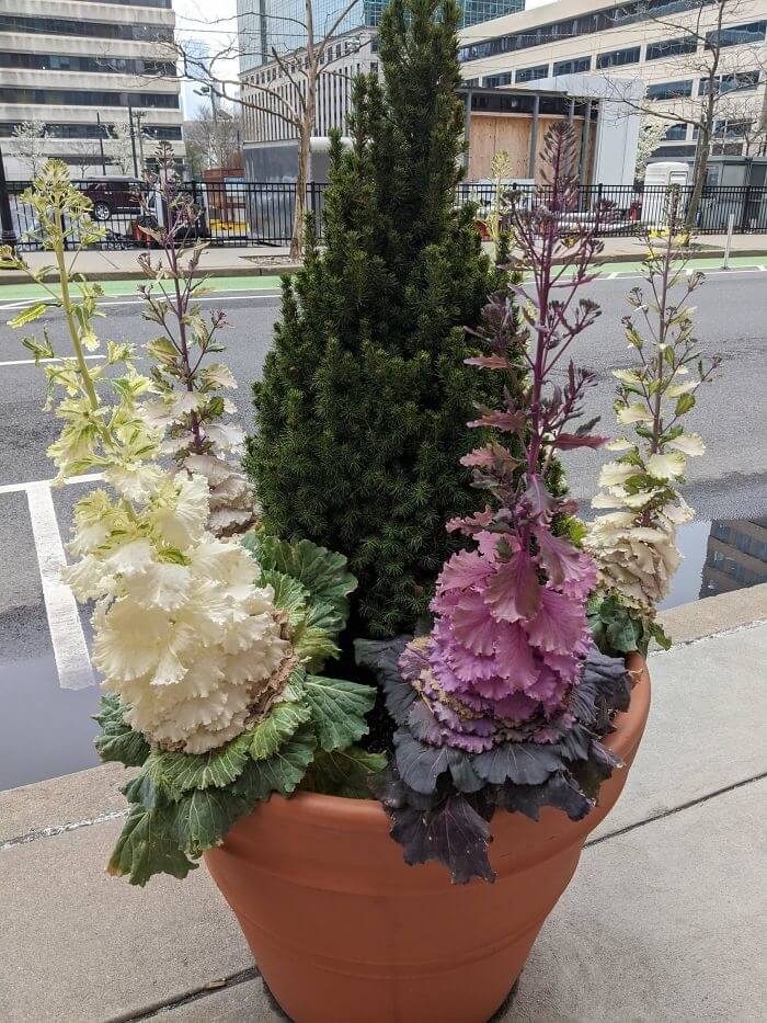 What Happens When No One Trims Ornamental Cabbage
