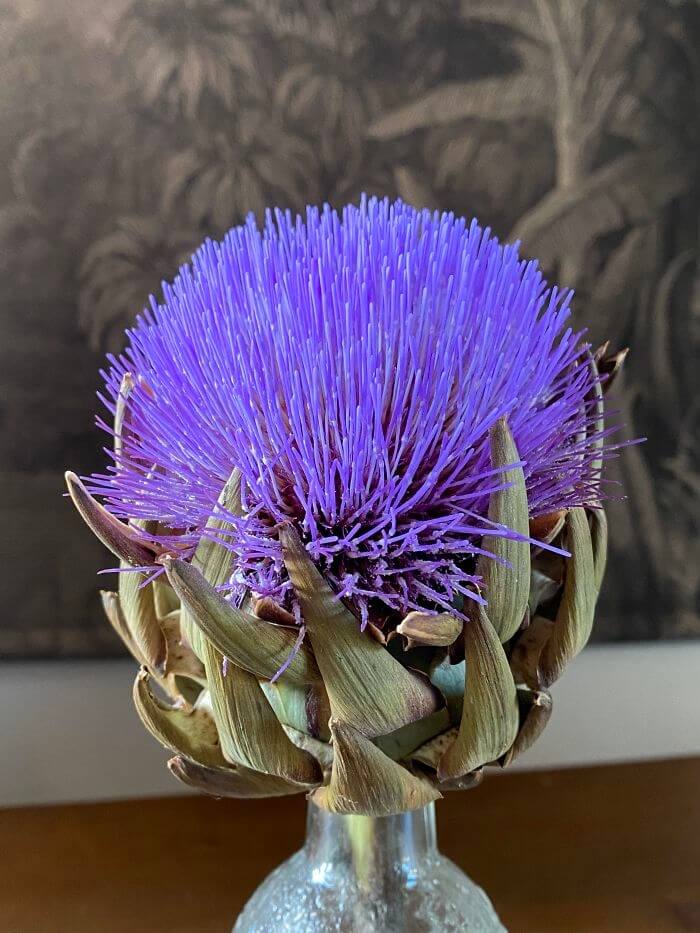 A Fully Bloomed Artichoke