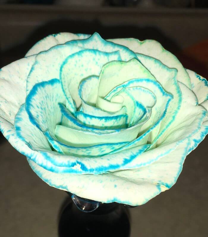 White Roses Change Color When You Put Food Dye In The Water