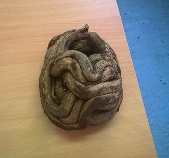 The Roots Of A Tree In A Graveyard Wrapped Around A Skull