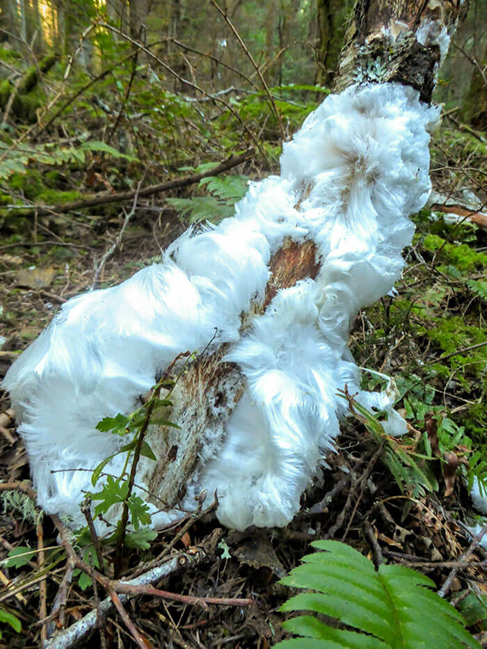 A Soggy Stump After A Hard Freeze