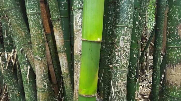 When Tourists Don't Touch Bamboo For A Few Months
