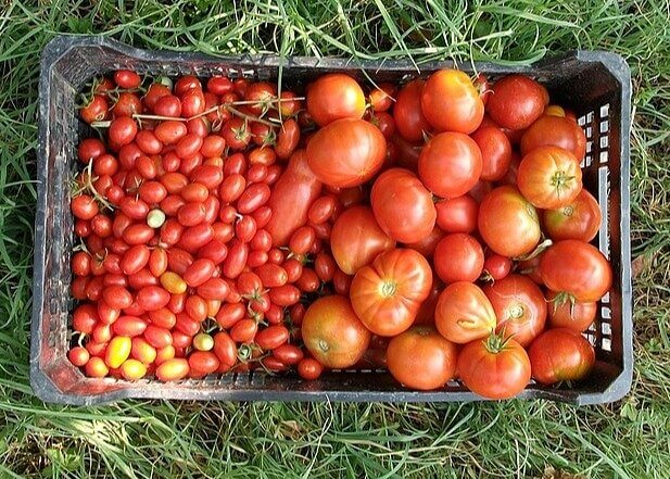 Tomatoes
