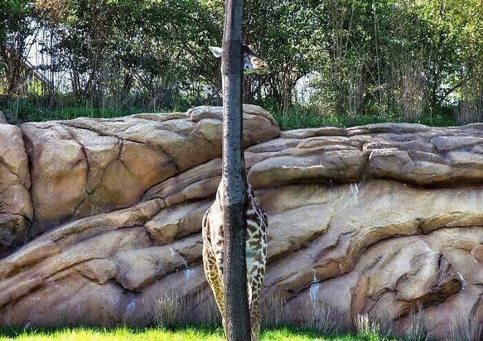 Il y a une girafe quelque part