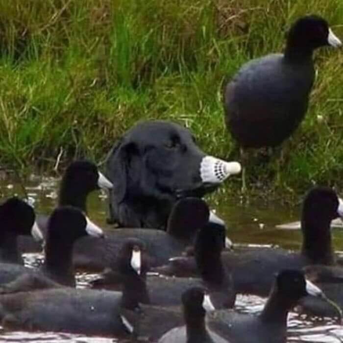 Quelques canards et un chien