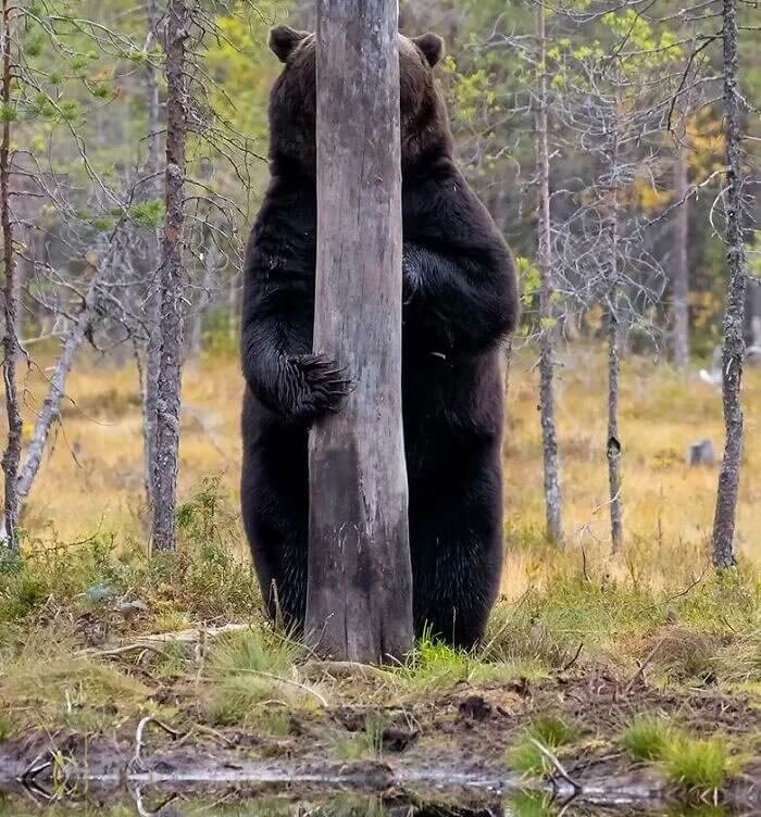 Un ours à peine visible